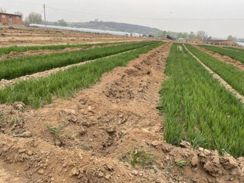 绵阳暴力事件引发社会警醒，法律与安全意识须双管齐下